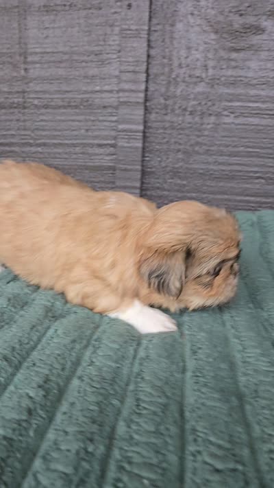Boss Hogg, a male Pekingese and Shih Tzu for sale in Ticonderoga, NY – 6 of 6