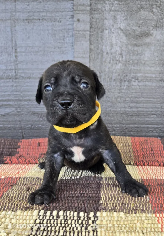 AKC Banshee  – Cane Corso puppy for sale in Ticonderoga, NY