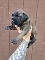 Shoshone, a female Cane Corso for sale in Ticonderoga, NY – 3 of 7