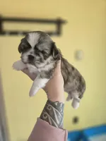 Rosco, a female Pekingese and Shih Tzu for sale in Ticonderoga, NY – 2 of 6