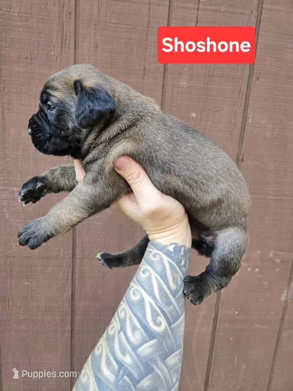 Shoshone – Cane Corso puppy for sale in Ticonderoga, NY