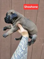 Shoshone, a female Cane Corso for sale in Ticonderoga, NY – 1 of 7
