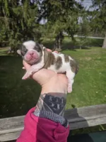 Bo, a male Pekingese and Shih Tzu for sale in Ticonderoga, NY – Photo 3 of 7