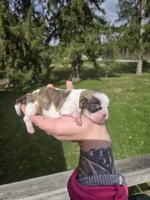 Bo, a male Pekingese and Shih Tzu for sale in Ticonderoga, NY – Photo 6 of 7