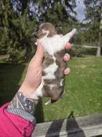 Bo, a male Pekingese and Shih Tzu for sale in Ticonderoga, NY – Photo 4 of 7