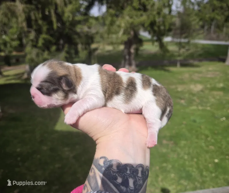 Bo – Pekingese, Shih Tzu puppy for sale in Ticonderoga, NY