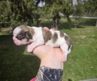 Bo, a male Pekingese and Shih Tzu for sale in Ticonderoga, NY – Photo 1 of 7