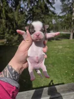 Bo, a male Pekingese and Shih Tzu for sale in Ticonderoga, NY – Photo 2 of 7