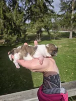 Bo, a male Pekingese and Shih Tzu for sale in Ticonderoga, NY – Photo 5 of 7