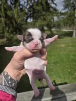 Bo, a male Pekingese and Shih Tzu for sale in Ticonderoga, NY – Photo 7 of 7