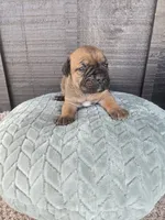 Sonya , a female Cane Corso for sale in Ticonderoga, NY – Photo 2 of 6