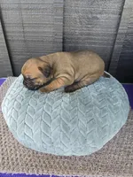 Sonya , a female Cane Corso for sale in Ticonderoga, NY – Photo 5 of 6