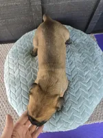 Sonya , a female Cane Corso for sale in Ticonderoga, NY – Photo 6 of 6