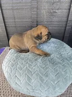 Sonya , a female Cane Corso for sale in Ticonderoga, NY – Photo 4 of 6