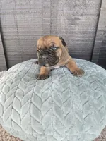 Sonya , a female Cane Corso for sale in Ticonderoga, NY – Photo 3 of 6