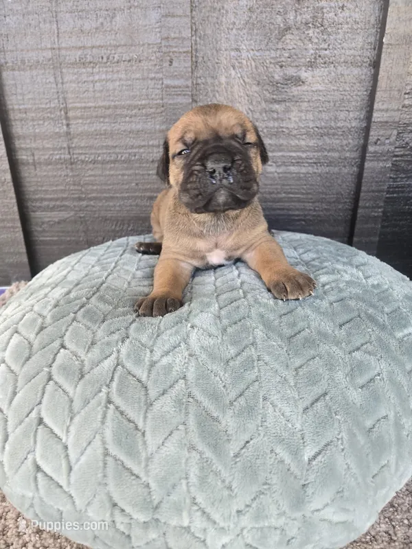 Sonya  – Cane Corso puppy for sale in Ticonderoga, NY