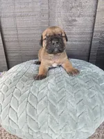 Sonya , a female Cane Corso for sale in Ticonderoga, NY – Photo 1 of 6