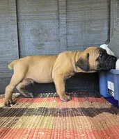 AKC Valiente , a male Cane Corso for sale in Ticonderoga, NY – 3 of 7
