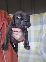 Sarge , a male Cane Corso for sale in Ticonderoga, NY – 5 of 6