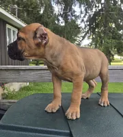 Scarlett , a female Cane Corso for sale in Ticonderoga, NY – 4 of 6