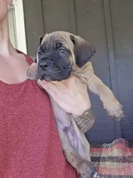 AKC Valiente , a male Cane Corso for sale in Ticonderoga, NY – 2 of 7