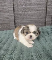 Duke, a male Pekingese and Shih Tzu for sale in Ticonderoga, NY – 3 of 6