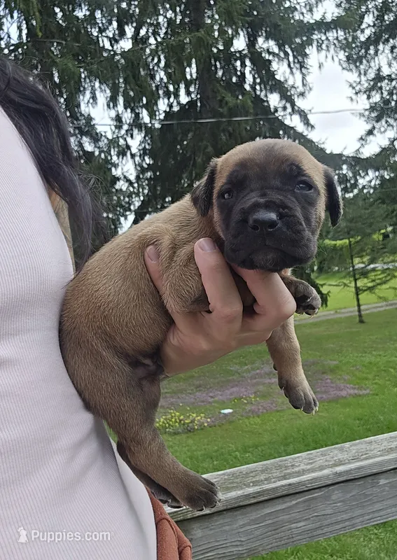 AKC Valiente  – Cane Corso puppy for sale in Ticonderoga, NY