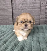 Boss Hogg, a male Pekingese and Shih Tzu for sale in Ticonderoga, NY – 2 of 6