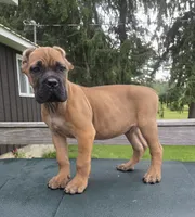 Tuscan, a male Cane Corso for sale in Ticonderoga, NY – 4 of 4