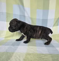 Sarge , a male Cane Corso for sale in Ticonderoga, NY – 3 of 6