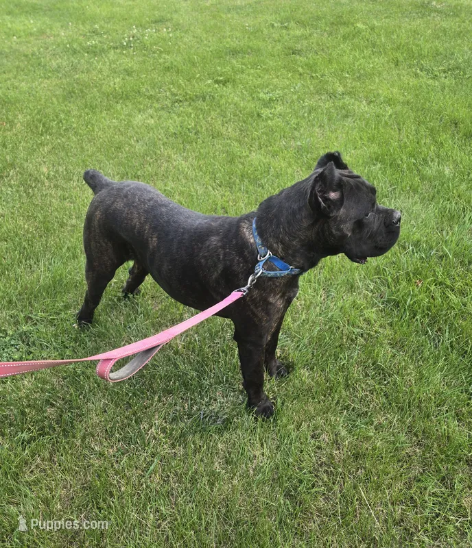 Savage  – Cane Corso puppy for sale in Ticonderoga, NY