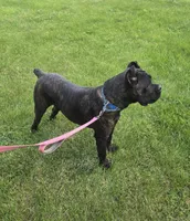 Savage , a female Cane Corso for sale in Ticonderoga, NY – 1 of 5