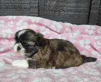 Daisy, a female Pekingese and Shih Tzu for sale in Ticonderoga, NY – 4 of 7