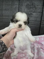 Lulu, a female Pekingese and Shih Tzu for sale in Ticonderoga, NY – 4 of 6