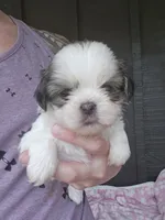 Lulu, a female Pekingese and Shih Tzu for sale in Ticonderoga, NY – 2 of 6