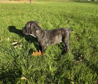 AKC Baylee, a female Cane Corso for sale in Ticonderoga, NY – 3 of 5