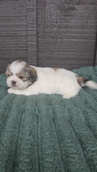 Bo, a male Pekingese and Shih Tzu for sale in Ticonderoga, NY – 6 of 6