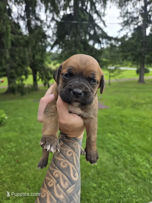 AKC Vladimir  – Cane Corso puppy for sale in Ticonderoga, NY
