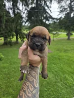 AKC Vladimir , a male Cane Corso for sale in Ticonderoga, NY – 1 of 5
