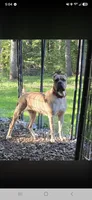 Cheyenne , a female Cane Corso for sale in Ticonderoga, NY – 3 of 7
