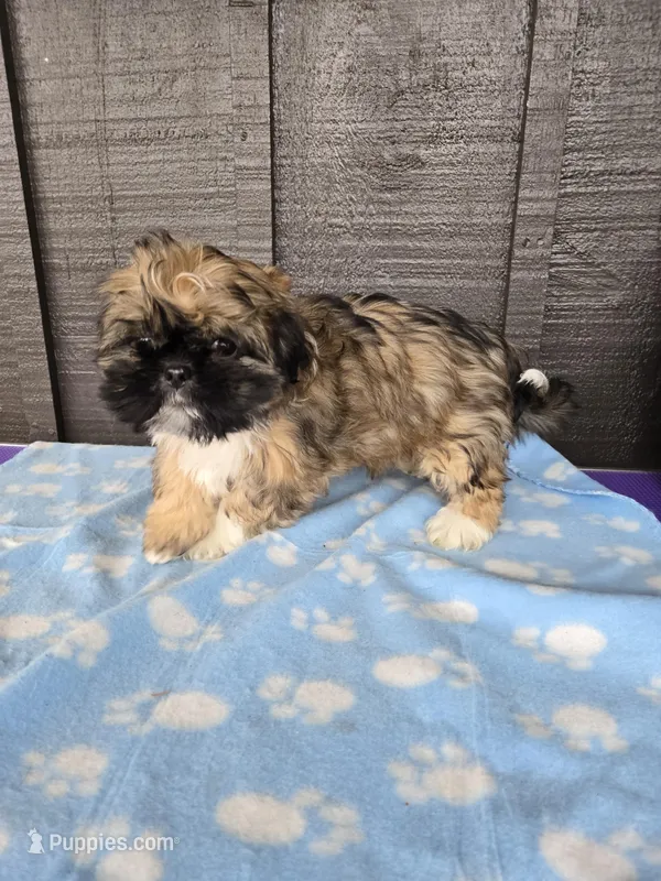 Grizzly SHINESE BREED – Shih Tzu puppy for sale in Ticonderoga, NY