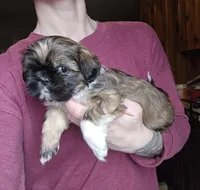 Grizzly SHINESE BREED, a male Shih Tzu for sale in Ticonderoga, NY – Photo 3 of 4
