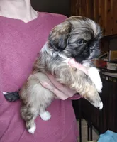 Grizzly SHINESE BREED, a male Shih Tzu for sale in Ticonderoga, NY – Photo 2 of 4