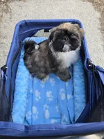 Grizzly SHINESE BREED, a male Shih Tzu for sale in Ticonderoga, NY – Photo 4 of 4