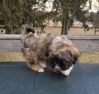 Grizzly SHINESE BREED, a male Shih Tzu for sale in Ticonderoga, NY – Photo 3 of 4