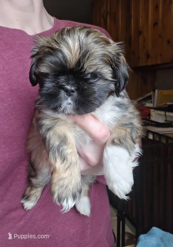 Grizzly SHINESE BREED