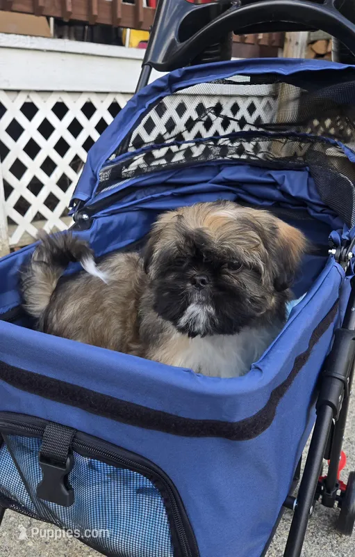 Grizzly SHINESE BREED – Shih Tzu puppy for sale in Ticonderoga, NY