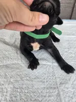 AKC Boomerang , a male Cane Corso for sale in Ticonderoga, NY – 3 of 5