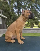ICCF Sonya , a female Cane Corso for sale in Ticonderoga, NY – 4 of 9