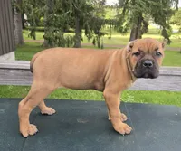 ICCF Sonya , a female Cane Corso for sale in Ticonderoga, NY – 3 of 5